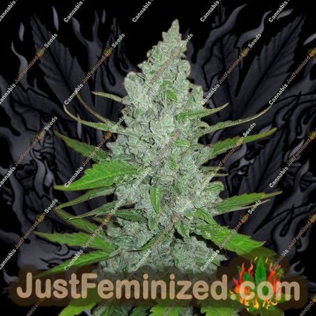 Sour Diesel Auto by Fast Buds Cannabis Seeds For Sale at Just Feminized