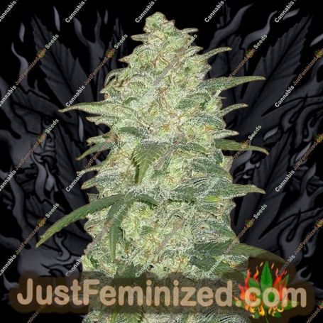 White Widow Auto by Fast Buds Cannabis Seeds For Sale at Just Feminized