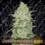 White Widow Auto by Fast Buds Cannabis Seeds For Sale at Just Feminized
