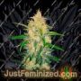 Zkittlez Auto by Fast Buds Cannabis Seeds For Sale at Just Feminized