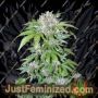 AK Auto by Female Seeds Cannabis Seeds For Sale at Just Feminized