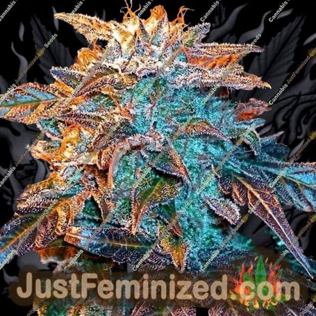 Gelato Auto by Female Seeds Cannabis Seeds For Sale at Just Feminized