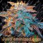 Gelato Auto by Female Seeds Cannabis Seeds For Sale at Just Feminized