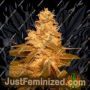 Kush Auto by Female Seeds Cannabis Seeds For Sale at Just Feminized
