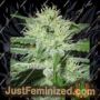 Speed Bud Auto by Female Seeds Cannabis Seeds For Sale at Just Feminized
