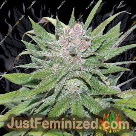 Blueberry Cheesecake by Fem Seeds Cannabis Seeds For Sale at Just Feminized