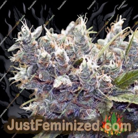 Bubblegummer by Female Seeds Cannabis Seeds For Sale at Just Feminized