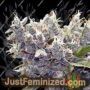 Bubblegummer by Female Seeds Cannabis Seeds For Sale at Just Feminized