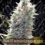 C99 by Female Seeds Cannabis Seeds For Sale at Just Feminized