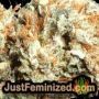 Chem OG by Female Seeds THC CBD Close Up Trichomes Potency Yield Indica Sativa Strain Pic Images