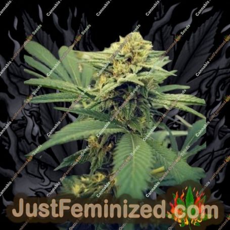 Critical Sour by Female Seeds Cannabis Seeds For Sale at Just Feminized
