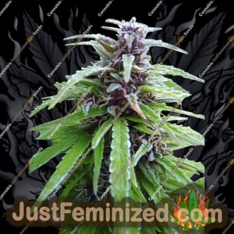 Easy Sativa by Female Seeds Cannabis Seeds For Sale at Just Feminized