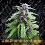 Easy Sativa by Female Seeds Cannabis Seeds For Sale at Just Feminized