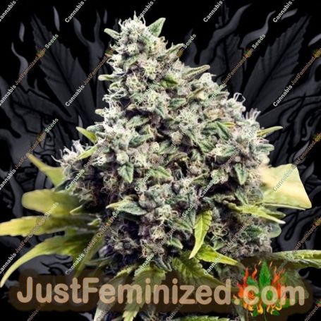 Grapefruit by Female Seeds Cannabis Seeds For Sale at Just Feminized