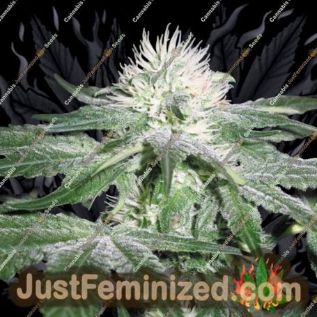 ICE by Female Seeds Cannabis Seeds For Sale at Just Feminized