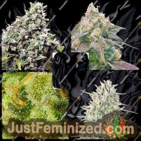Indoor Mix by Female Seeds Cannabis Seeds For Sale at Just Feminized
