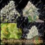 Indoor Mix by Female Seeds Cannabis Seeds For Sale at Just Feminized
