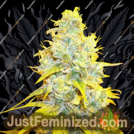 Lemon Kush by Female Seeds Cannabis Seeds For Sale at Just Feminized