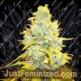 Lemon Kush by Female Seeds Cannabis Seeds For Sale at Just Feminized