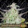 Maroc by Female Seeds Cannabis Seeds For Sale at Just Feminized