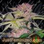 Mimosa Champagne by Female Seeds Cannabis Seeds For Sale at Just Feminized