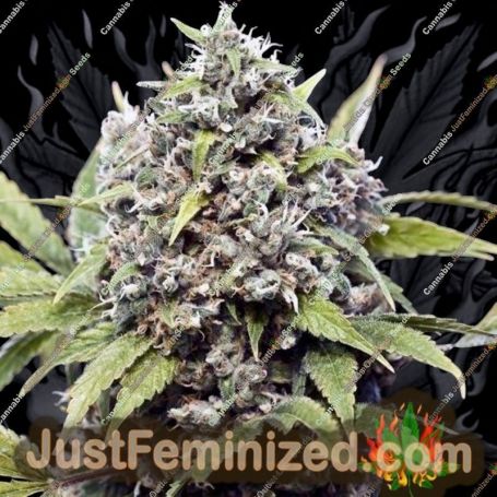 Pure AK by Female Seeds Cannabis Seeds For Sale at Just Feminized