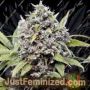 Pure AK by Female Seeds Cannabis Seeds For Sale at Just Feminized
