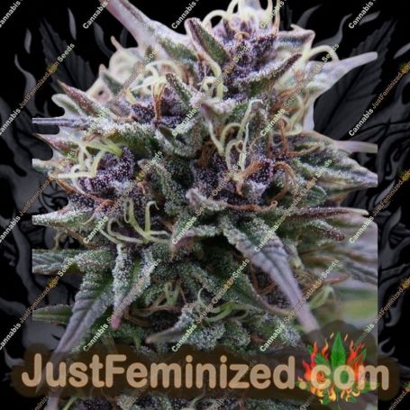 Purple Maroc by Female Seeds Cannabis Seeds For Sale at Just Feminized