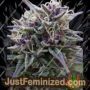 Purple Maroc by Female Seeds Cannabis Seeds For Sale at Just Feminized