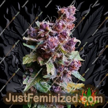 Red Purps by Female Seeds Cannabis Seeds For Sale at Just Feminized