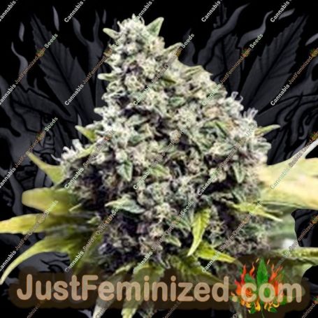 SexBud by Female Seeds Cannabis Seeds For Sale at Just Feminized
