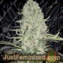 WW x Big Bud by Female Seeds Cannabis Seeds For Sale at Just Feminized