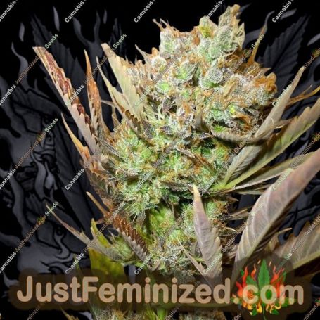 Ace Auto by Flash Seeds Cannabis Seeds For Sale at Just Feminized