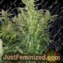 Amazing Cherry Auto by Flash Seeds Cannabis Seeds For Sale at Just Feminized
