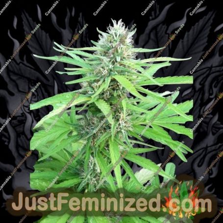 Bubble Hash Auto by Flash Seeds Cannabis Seeds For Sale at Just Feminized