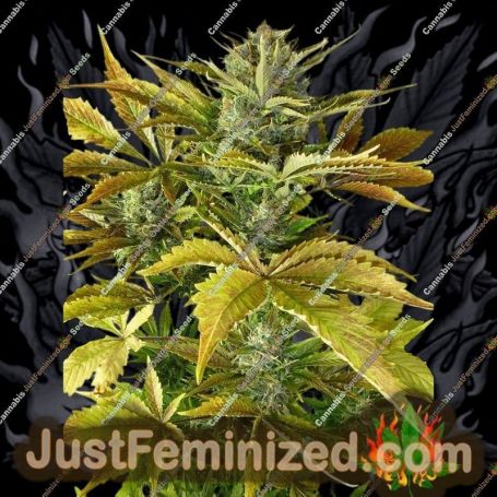 California Haze Auto by Flash Seeds Cannabis Seeds For Sale at Just Feminized