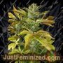California Haze Auto by Flash Seeds Cannabis Seeds For Sale at Just Feminized
