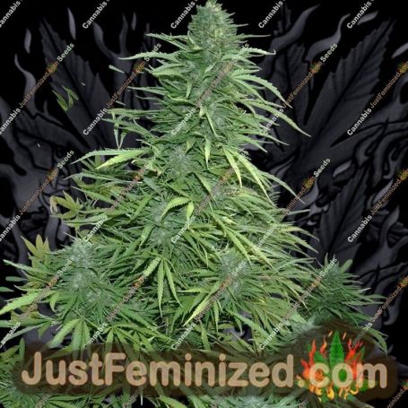 Cristal Fruity Kush Auto by Flash Seeds Cannabis Seeds For Sale at Just Feminized