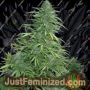 Cristal Fruity Kush Auto by Flash Seeds Cannabis Seeds For Sale at Just Feminized