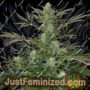 Holy Man Auto by Flash Seeds Cannabis Seeds For Sale at Just Feminized