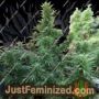 Jamaican Berry Auto by Flash Seeds Cannabis Seeds For Sale at Just Feminized