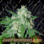 Haze Mist by Advanced Seeds Cannabis Seeds For Sale at Just Feminized