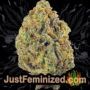 Jamaican Berry Auto by Flash Seeds Buds Weed Ganja Skunk Pot Reefer Dope Herb Pics Images
