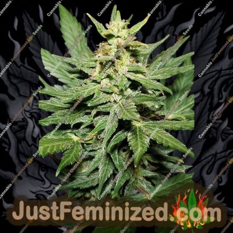 Lemon Haze Auto by Flash Seeds Cannabis Seeds For Sale at Just Feminized