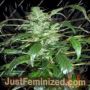 Mi6 Auto by Flash Seeds Cannabis Seeds For Sale at Just Feminized