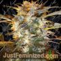 Nirvana Sky Auto by Flash Seeds Cannabis Seeds For Sale at Just Feminized