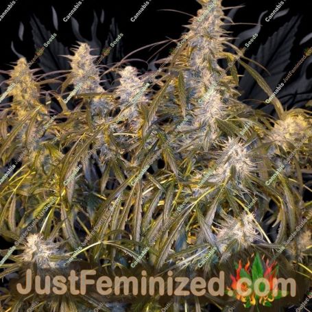 Number One Auto by Flash Seeds Cannabis Seeds For Sale at Just Feminized