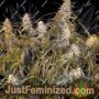 Number One Auto by Flash Seeds Cannabis Seeds For Sale at Just Feminized