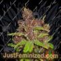 Purple Mazar Auto by Flash Seeds Cannabis Seeds For Sale at Just Feminized