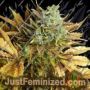 Purple Sirius Kush Auto by Flash Seeds Cannabis Seeds For Sale at Just Feminized